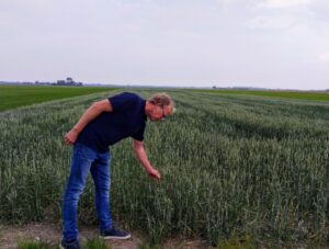 Coen de Ruijter in zijn tarwe in project strokenteelt