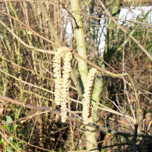 Hazelaar (Corylus avellana)