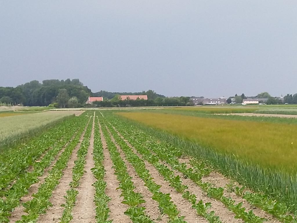 Naar een toekomstbestendige landbouw in Zeeland: Strokenteelt