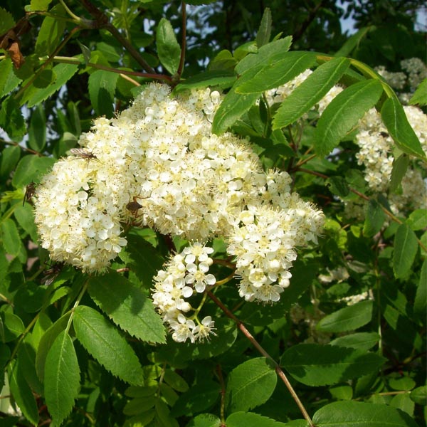 Lijsterbes (Sorbus aucuparia)