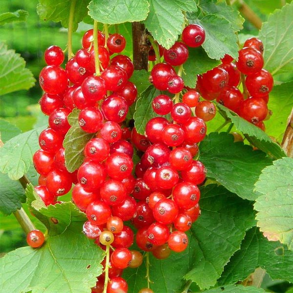 Rode bes (Ribes rubrum) – soort “Jonkheer van Tets”