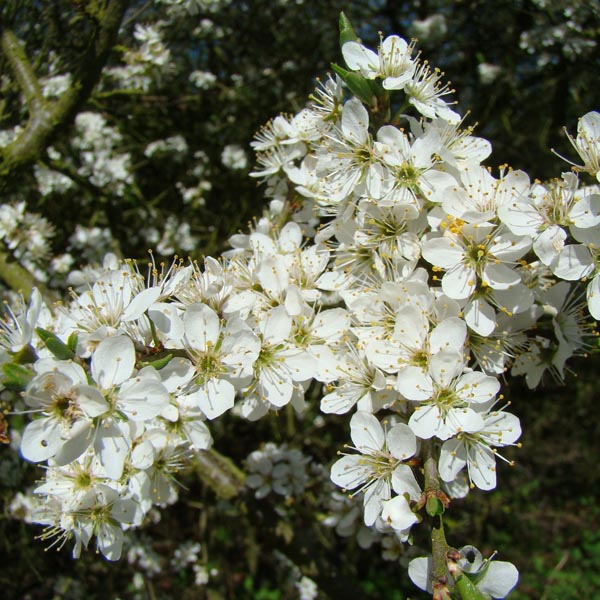 Sleedoorn (Prunus Spinosa)