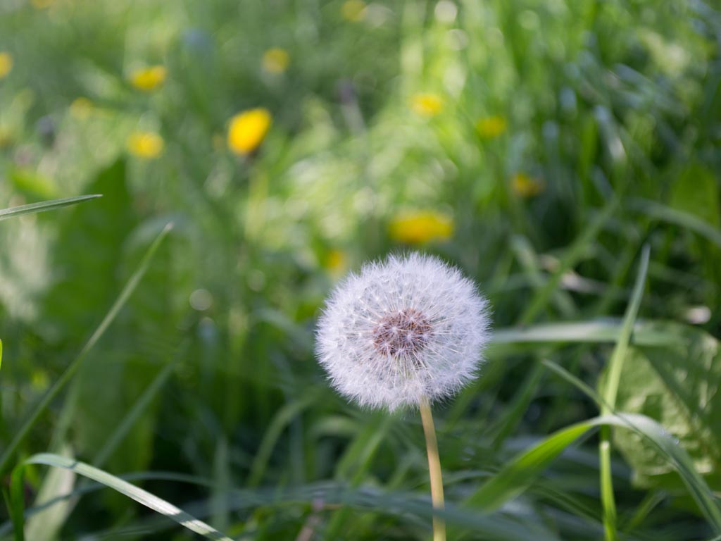 Oproep aan kabinet-Schoof: laat natuur en economie elkaar versterken