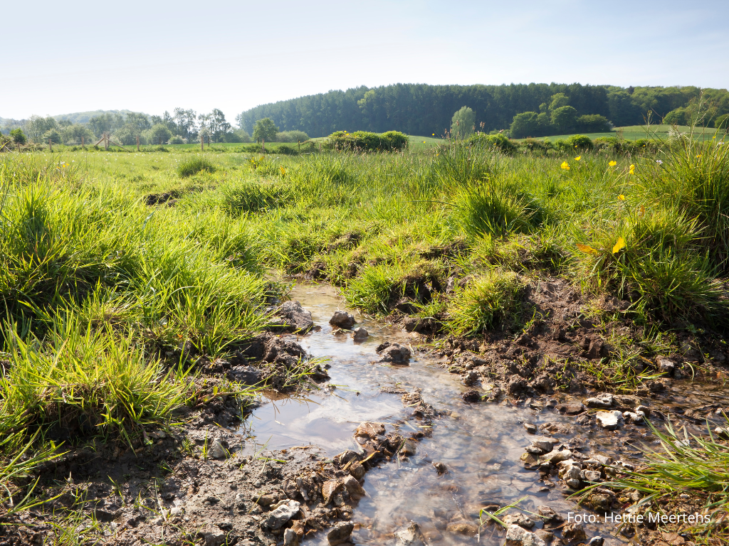 Binnenkort: online masterclass Nature-based Solutions
