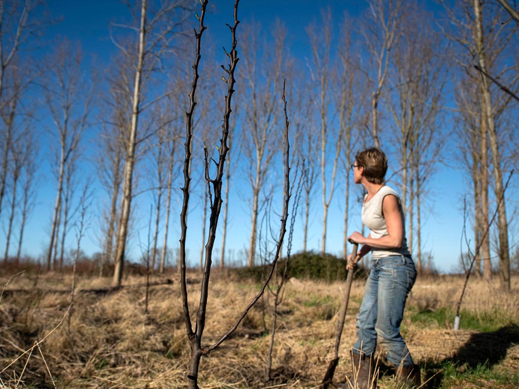 Plantproject: Zeeuwse bosjes en hagen