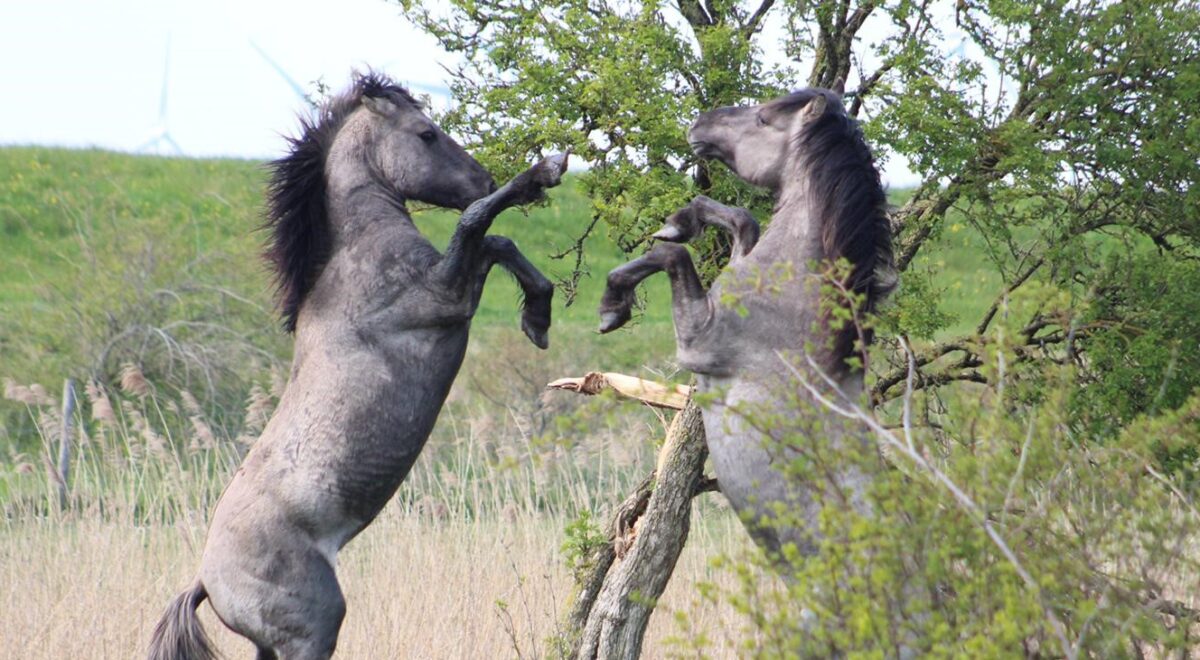 Conflict Transformation