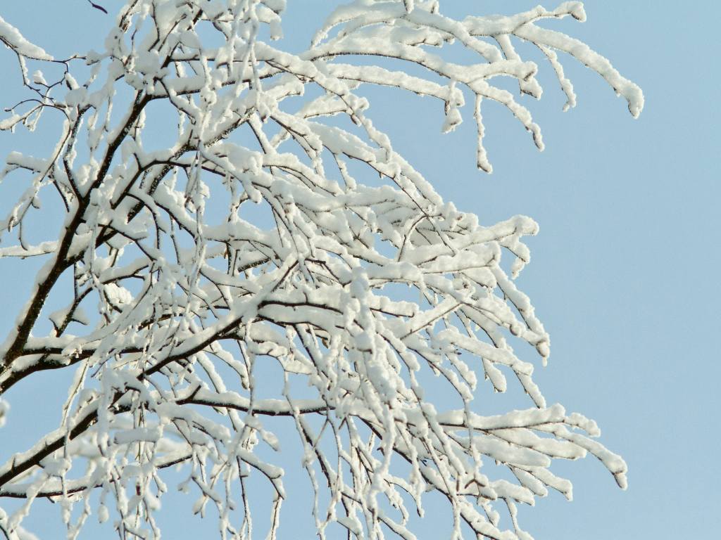 Verhalenwedstrijd Boompjesactie