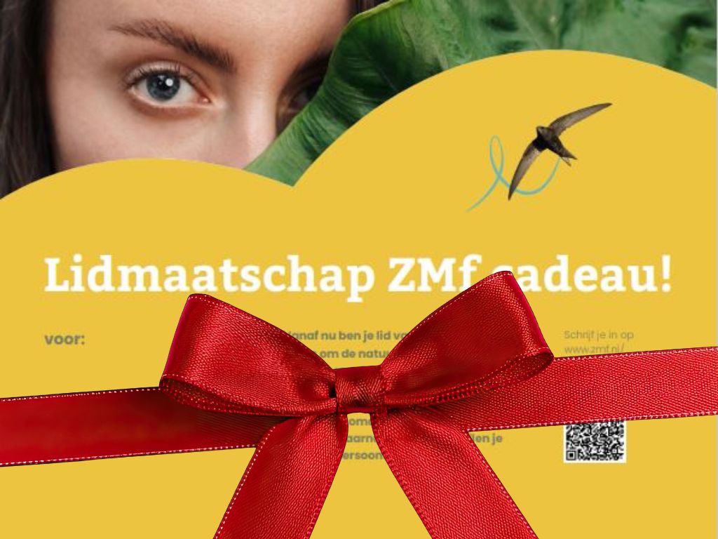 Origineel cadeau voor de feestdagen: een ZMf-lidmaatschap!