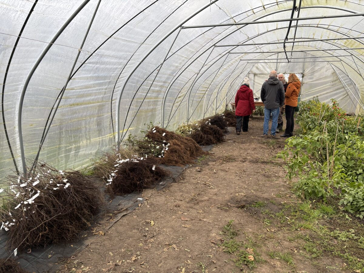 5 jaar Gratis Boompjes Uitdeelactie: enorm succes