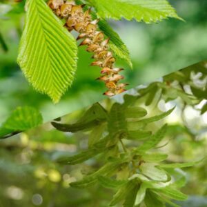 Haagbeuk hoog details