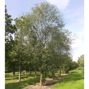 Inheemse vogelkers geheel