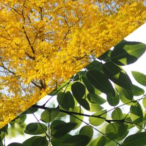 Japanse honingboom detail