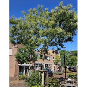 Japanse honingboom geheel