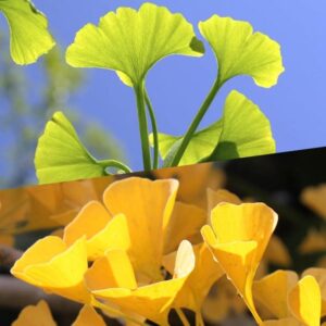 Japanse notenboom detail