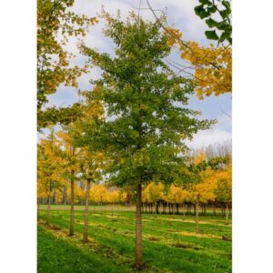 Japanse notenboom geheel