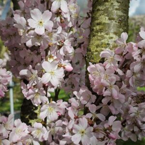 Japanse sierkers detail