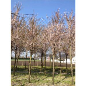 Japanse sierkers geheel