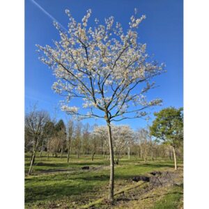 Krentenboompje geheel