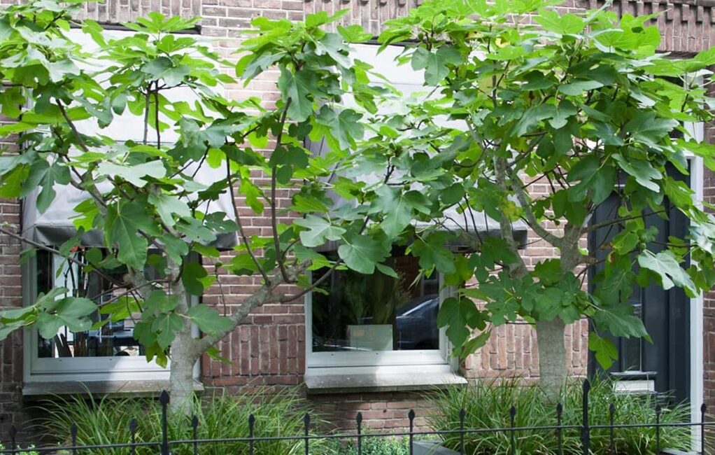 Actie: Gratis boom in de voortuin