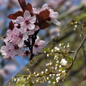 Rode kerspruim detail