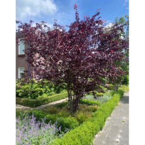 Rode kerspruim geheel