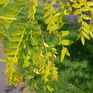 Valse christusdoorn detail