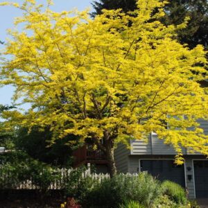 Valse christusdoorn geheel