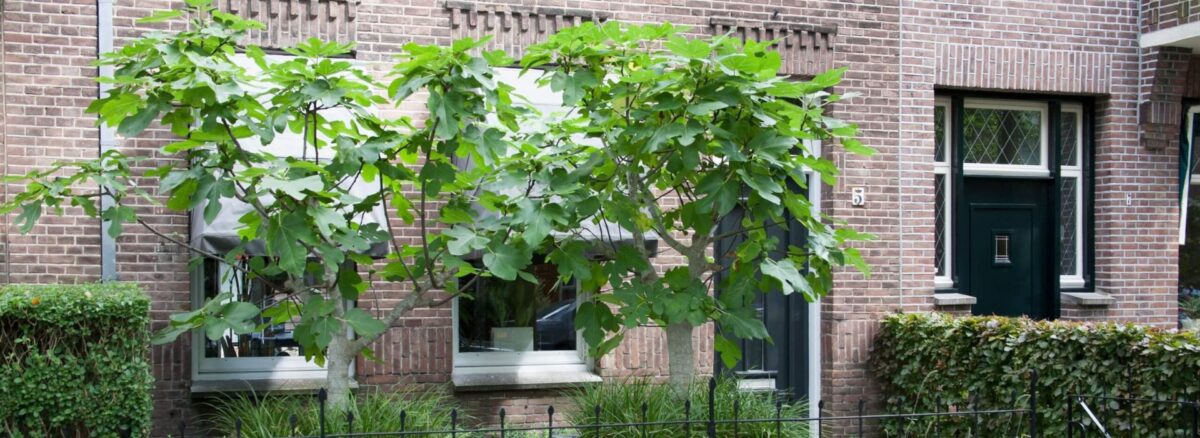 Gemeente Tholen geeft 250 bomen gratis weg