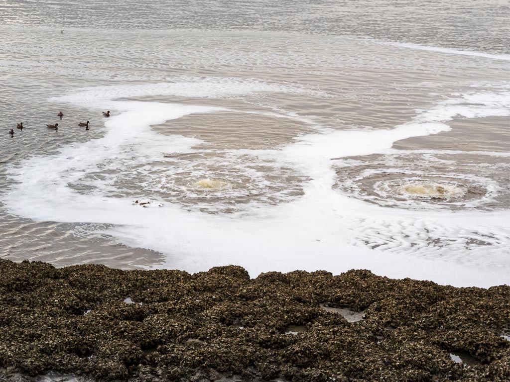Nieuwe Wantij: PFAS – overal en in ons allemaal