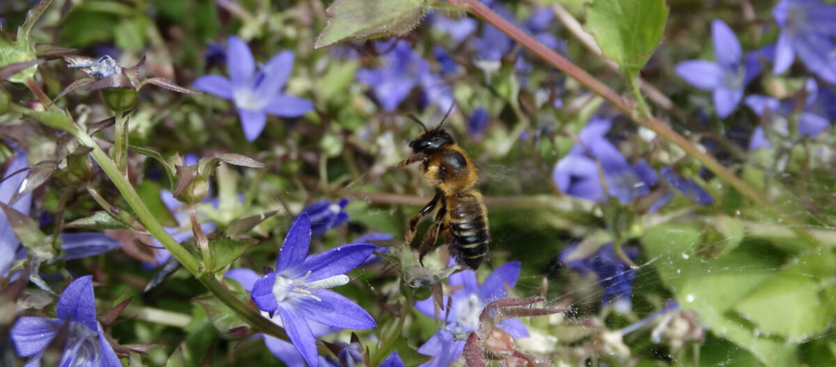 Groen doen: een aanvraag bij het Stimuleringsfonds van Groene Bondgenoten!