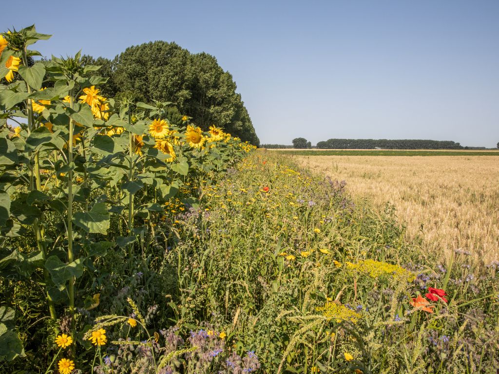 Themabijeenkomst: Regeneratieve landbouw in de praktijk