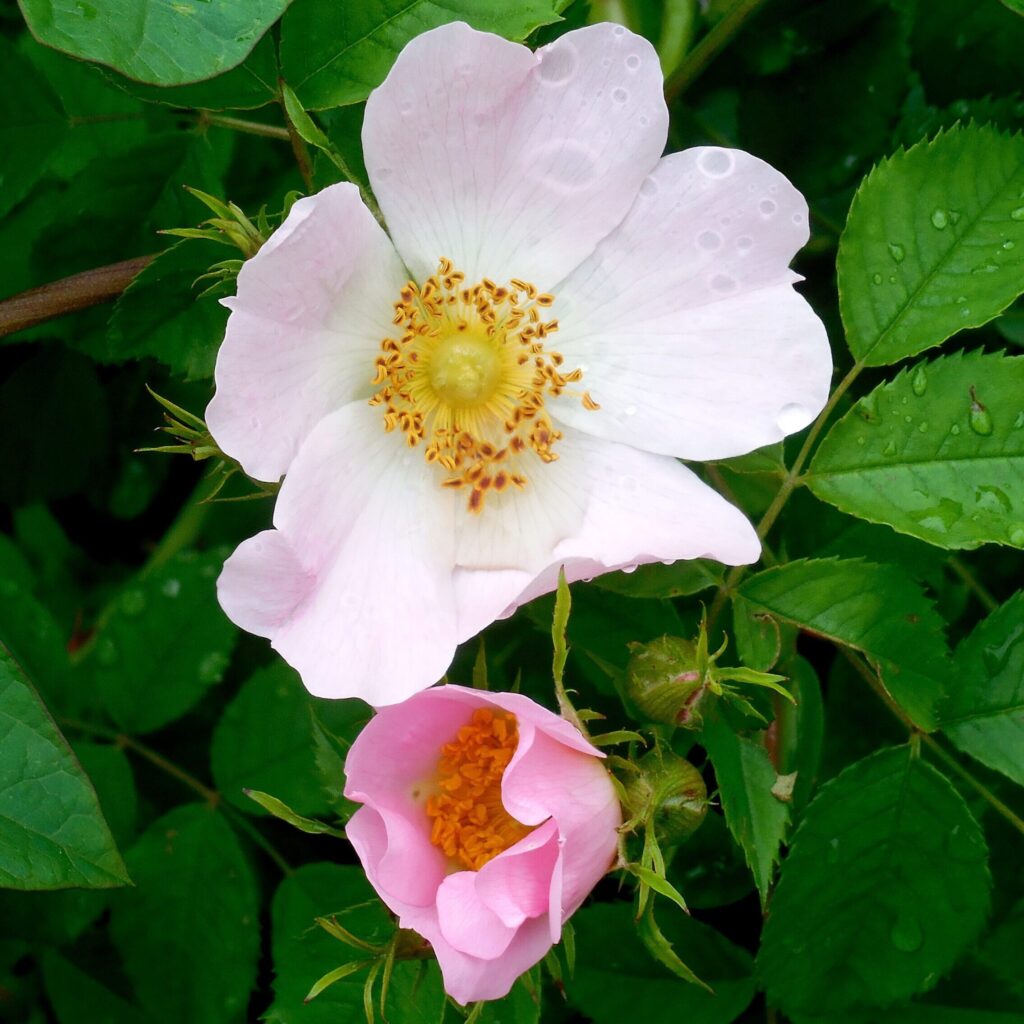 Egelantier (Rosa rubiginosa) 