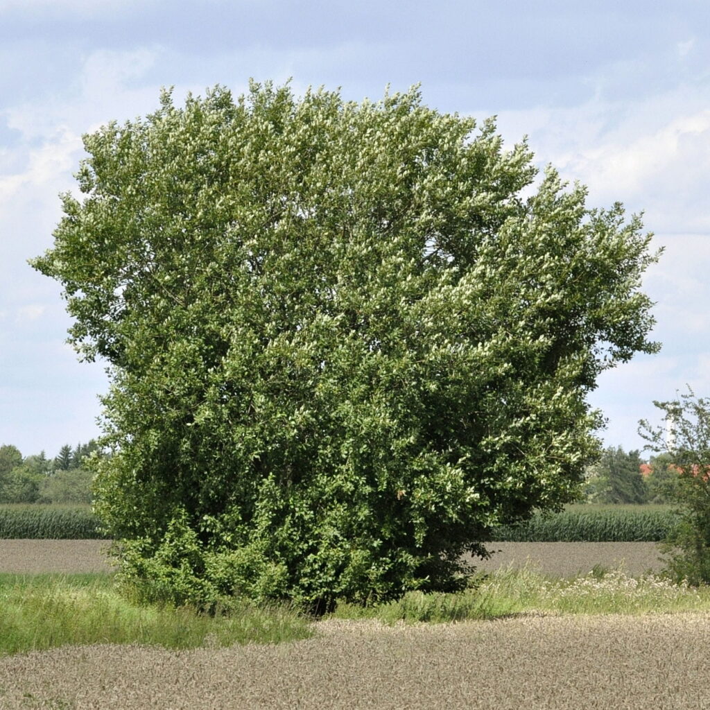 Grauwe wilg (Salix cinerea) 
