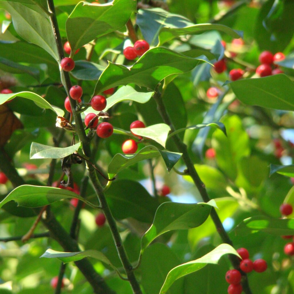 Hulst (Llex acuifolium)