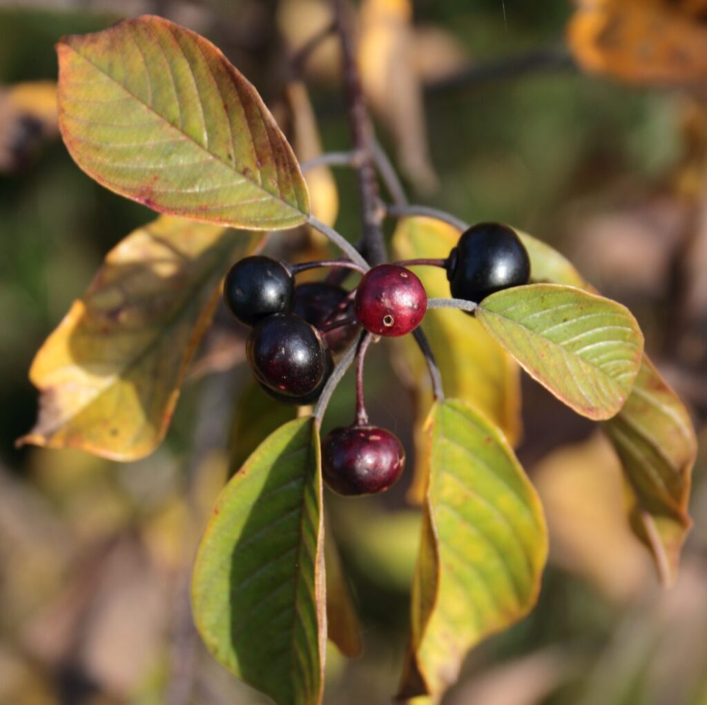 Vuilboom (Frangula alnus) 