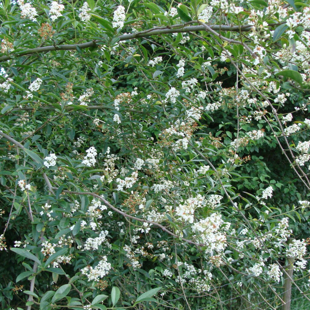 Wilde liguster (Ligustrum vulgare)