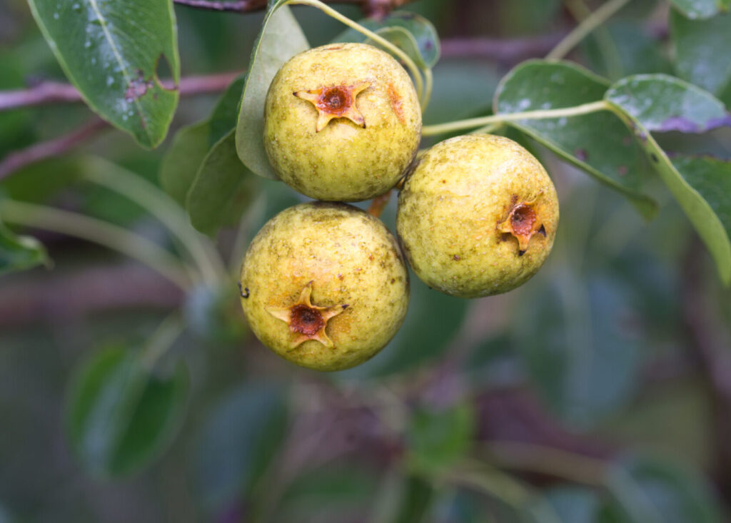 Wilde peer (Pyrus pyraster) 