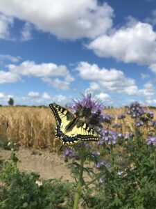 Biodiversiteit vlinder strokenteelt_Anneleen Riemens